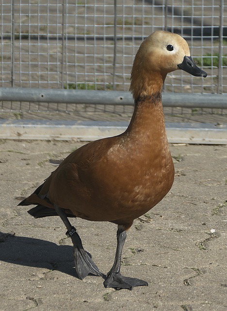 津樂道